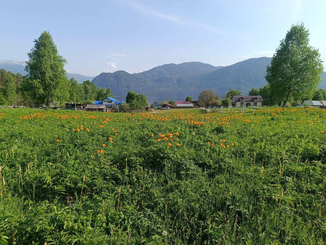 В Алтайском заповеднике зацвели огоньки 