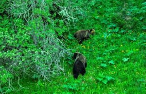 На Алтае у бурых медведей идёт «брачный период» На Алтае у бурых медведей начался «брачный период»