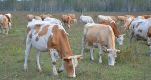 Территория Горного Алтая признана благополучной по ящуру