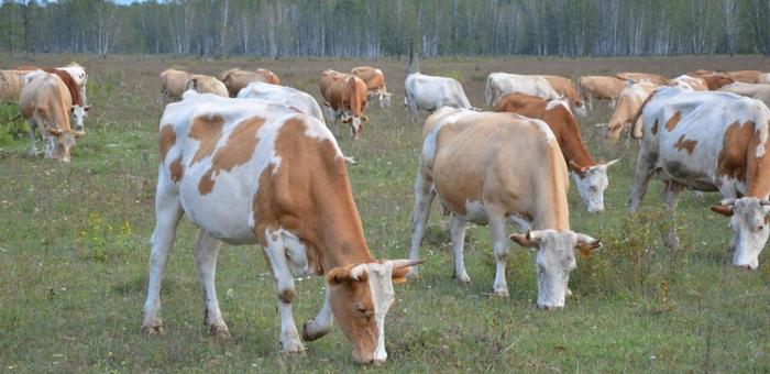 Территория Горного Алтая признана благополучной по ящуру