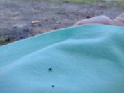Тропу здоровья в Горно-Алтайске заполонили клещи Тропу здоровья в Горно-Алтайске заполонили клещи