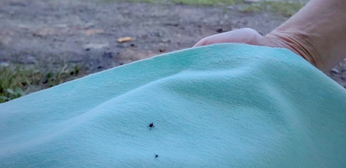 Тропу здоровья в Горно-Алтайске заполонили клещи