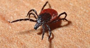 На Алтае уже проснулись клещи