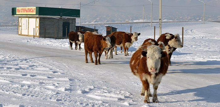 В правительстве обсудили основные проблемы сельхозотрасли