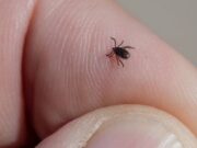 На Алтае от укусов клещей пострадали уже три человека