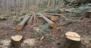«Черный лесоруб» уничтожил деревья на 1,4 млн рублей и получил условный срок «Черный лесоруб» уничтожил деревья на 1,4 млн рублей и получил условный срок