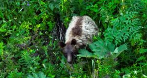 Необычного медведя заметили в окрестностях Яйлю