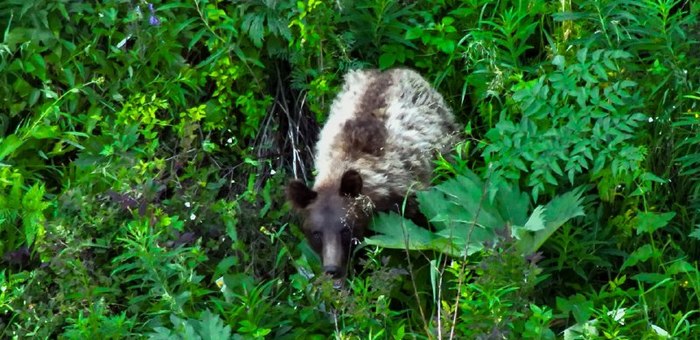 Необычного медведя заметили в окрестностях Яйлю