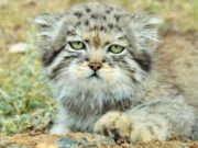 Котенка дикого манула встретили экологи в Сайлюгемском нацпарке