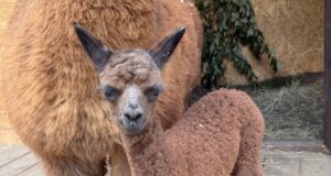 Малыш альпаки получил имя в честь Международной экологической конференции