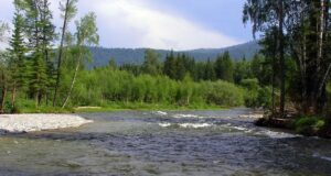 Золотодобытчики загрязнили реку в Турочакском районе Золотодобытчики загрязнили реку в Турочакском районе