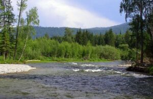 Золотодобытчики загрязнили реку в Турочакском районе Золотодобытчики загрязнили реку в Турочакском районе