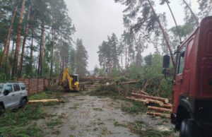 Из-за урагана в Чемальском районе упало около сотни деревьев