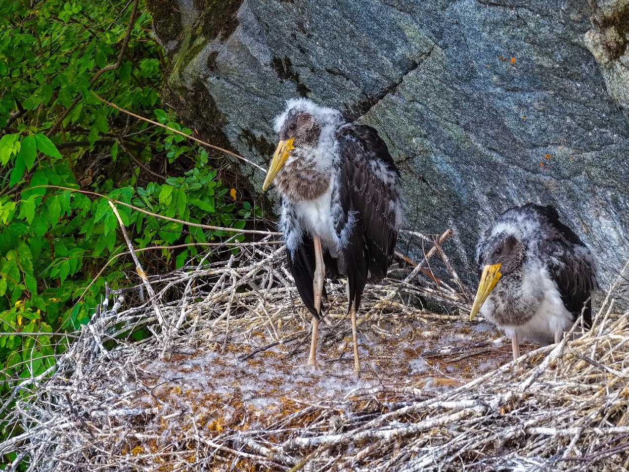 Редкий черный аист загнездился в Алтайском заповеднике