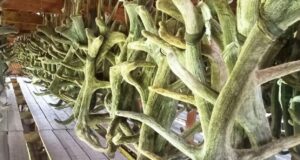 Мараловоды региона завершили срезку пантов