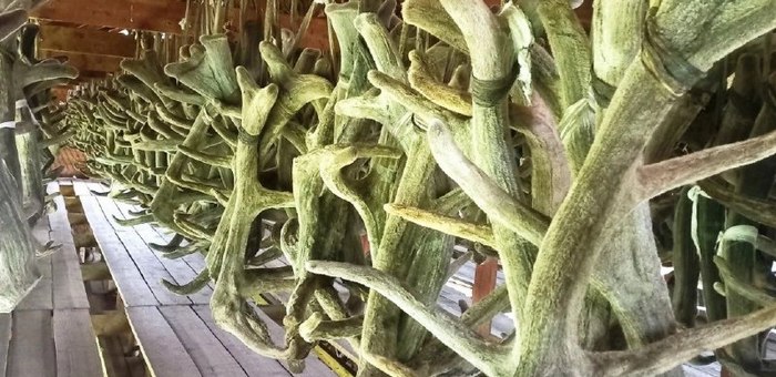 Мараловоды завершили срезку пантов