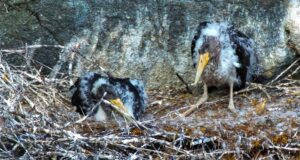 Редкий черный аист загнездился в Алтайском заповеднике