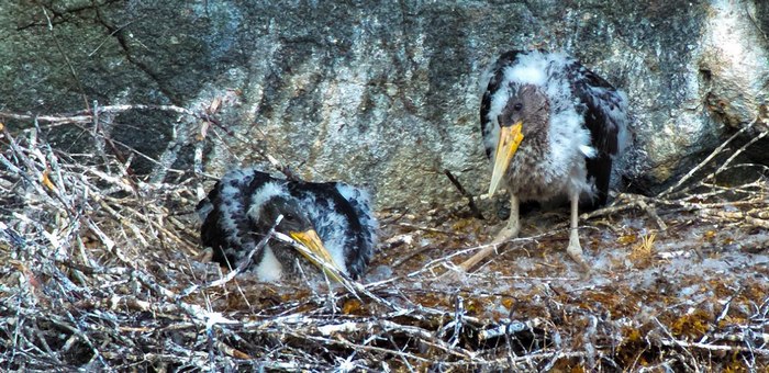 Редкий черный аист загнездился в Алтайском заповеднике