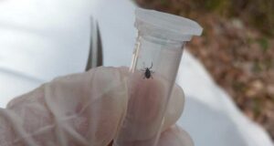 Клещевым энцефалитом заболели уже восемь человек Клещевым энцефалитом заболели уже восемь человек