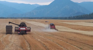 На Алтае планируют заготовить более 152 тыс. тонн кормовых единиц
