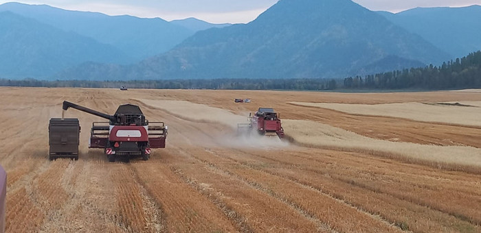 На Алтае планируют заготовить более 152 тыс. тонн кормовых единиц