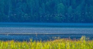Осенний пролет птиц в Алтайском заповеднике