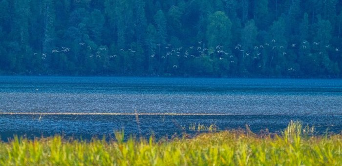 Осенний пролет птиц в Алтайском заповеднике