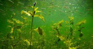 Удивительный подводный мир Телецкого озера: фото