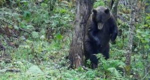Звери в Алтайском заповеднике готовятся к холодам