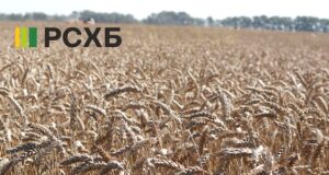 РСХБ: 13 млрд рублей направлено на финансирование сезонных работ на Алтае