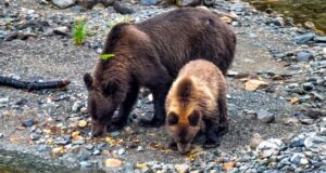 Таежный завтрак медвежьего семейства в Алтайском заповеднике: фото