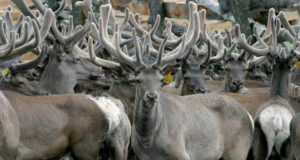 Республика Алтай значительно увеличила экспорт пантов марала