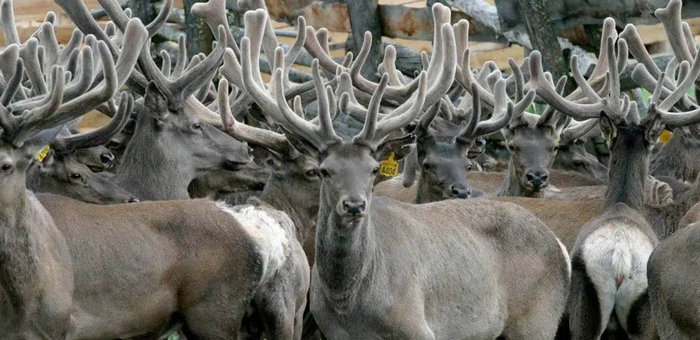 Республика Алтай значительно увеличила экспорт пантов марала