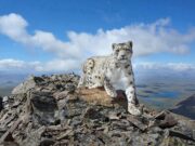 Фотопортрет снежного барса стал победителем конкурса РГО