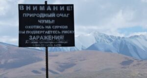 Ситуация с чумой в Монголии стабилизировалась Ситуация с чумой в Монголии стабилизировалась – Роспотребнадзор