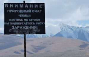 Ситуация с чумой в Монголии стабилизировалась – Роспотребнадзор