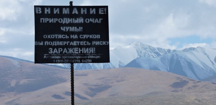 Ситуация с чумой в Монголии стабилизировалась