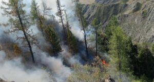 С начала года в республике ликвидировано 29 лесных пожаров