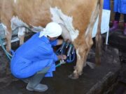 Лучшего оператора машинного доения выберут в Республике Алтай Лучшего оператора машинного доения выберут в Республике Алтай