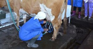 Лучшего оператора машинного доения выберут в Республике Алтай