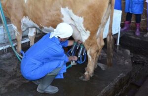 Лучшего оператора машинного доения выберут в Республике Алтай Лучшего оператора машинного доения выберут в Республике Алтай