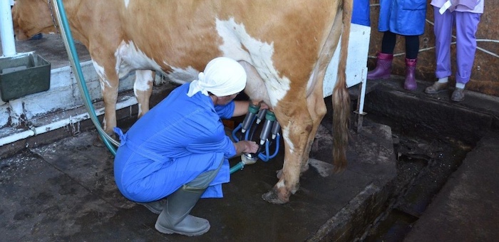 Лучшего оператора машинного доения выберут в Республике Алтай