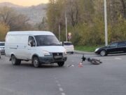 В Майме водитель «Газели» сбил электровелосипедиста В Майме водитель «Газели» сбил электровелосипедиста