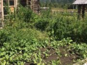 Мужчину, который выращивал коноплю в огороде, отправили под суд Мужчину, который выращивал коноплю в огороде, отправили под суд