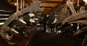 Горный Алтай будет поставлять продукцию мараловодства в Китай