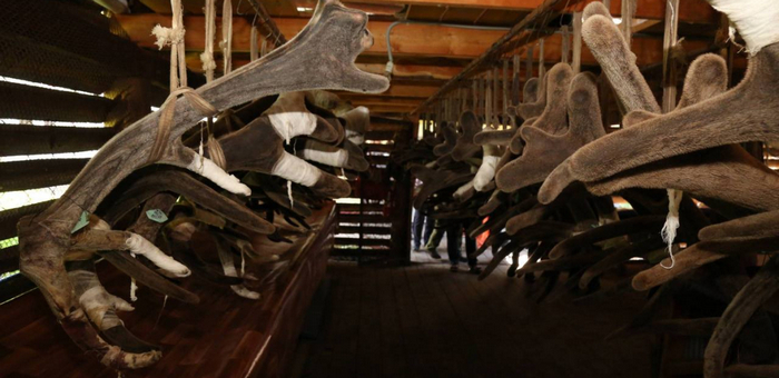 Горный Алтай будет поставлять продукцию мараловодства в Китай