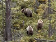 Медведи лакомятся брусникой на берегу Шавлы (видео) Медведи лакомятся брусникой на берегу Шавлы (видео)