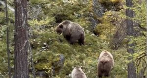 Медведи лакомятся брусникой на берегу Шавлы (видео)