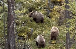 Медведи лакомятся брусникой на берегу Шавлы (видео) Медведи лакомятся брусникой на берегу Шавлы (видео)