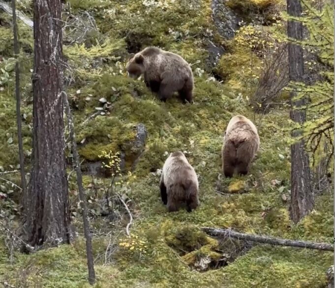 Медведи лакомятся брусникой на берегу Шавлы (видео)